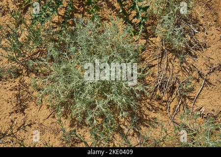 Artemisia maritima - Europäische Wermut-Arten, bekannt als Meerwurmholz und alte Frau. Sie stammt aus Frankreich, dem Vereinigten Königreich, Italien, Belgien und Ge Stockfoto