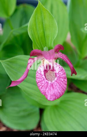Cypripedium Philipp gx Kentucky Pink, Cypripedium Kentucky Pink, Lady Slipper Orchid Kentucky Pink Stockfoto