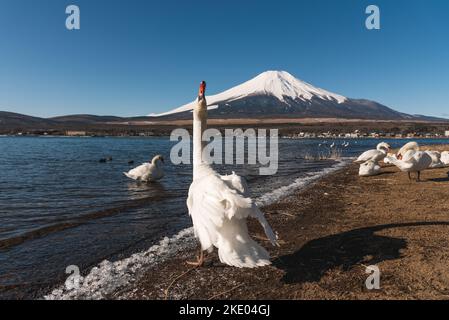 Fuji Mountain mit Schwan am Yamanaka See im Winter Japan. Stockfoto