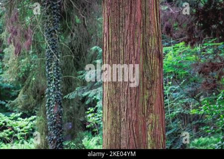 Rinde von Chamaecyparis pisifera - Sawara cypress var. Squarrosa Stockfoto