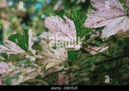 Acer pseudoplatanus - Platanen Ahornbaum Sorte Nizetii Stockfoto