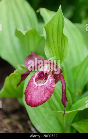 Cypripedium Philipp gx Kentucky Pink, Cypripedium Kentucky Pink, Lady Slipper Orchid Kentucky Pink Stockfoto