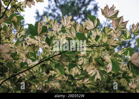 Acer pseudoplatanus - Platanen Ahornbaum Sorte Nizetii Stockfoto