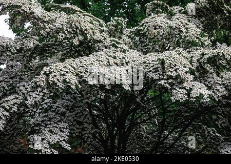 Blumen von Cornus kousa kleiner Laubbaum Stockfoto