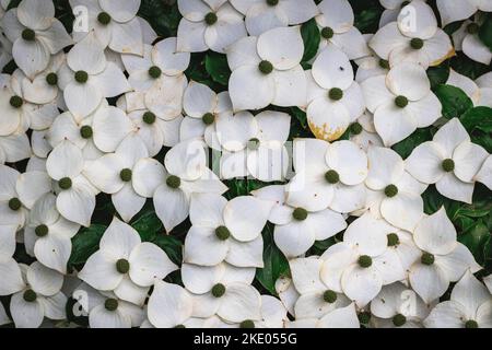 Cornus kousa kleiner Laubbaum Stockfoto
