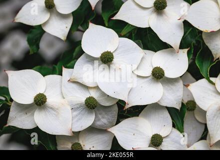 Blumen von Cornus kousa kleiner Laubbaum Stockfoto