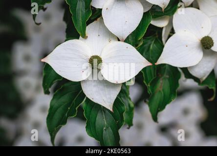 Blumen von Cornus kousa kleiner Laubbaum Stockfoto