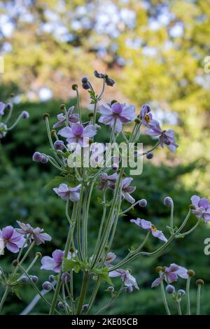 Hohe violett-weißliche rosa Blume Stockfoto