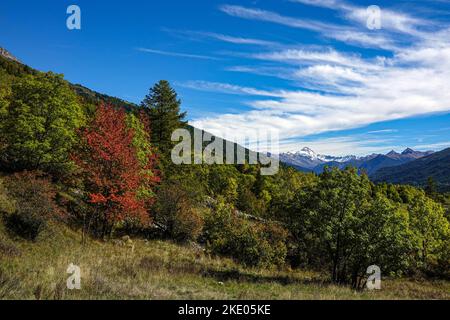 Herbstfarben im Ecrins Nationalpark, den Alpen, Briancon, Frankreich, EU Stockfoto
