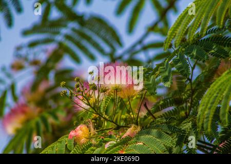 Eine selektive Fokusaufnahme eines Mimosenbaums mit grünen Blättern und rosa-weißen Blüten Stockfoto