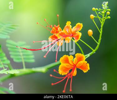 Eine orangefarbene Pfauenblüte in einem Garten Stockfoto