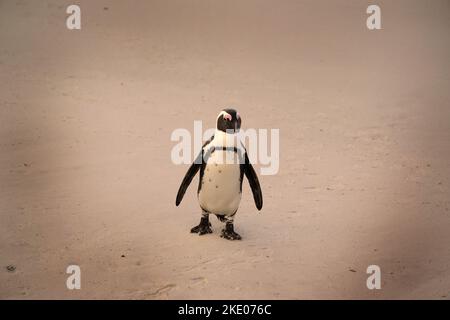 Ein afrikanischer Pinguin (Spheniscus demersus) an einem Sandstrand Stockfoto