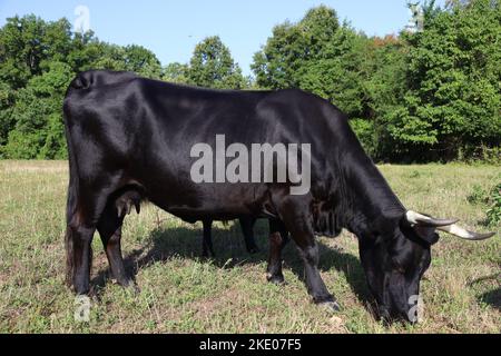 Eine avilena-schwarze iberische Kuh (Bos taurus), die Gras auf einem Feld mit Bäumen im Hintergrund frisst Stockfoto