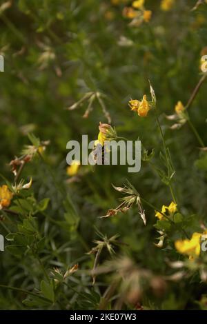 Eine Biene sitzt auf einer Blume und sammelt Pollen, senkrecht geschossen Stockfoto