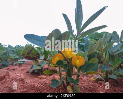 Eine Nahaufnahme aus einem niedrigen Winkel, die blühende Erdnusspflanzen auf einer Plantage erfasst. Stockfoto