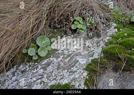 Kleine Klumpen von Pennywort umbilicus rupestris mit angrenzenden Flechten und Moosen auf exponierter Küstenfelsenwand Ilfracombe Stockfoto