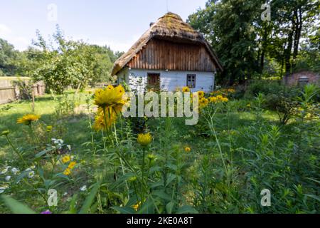 Eine malerische Aussicht auf gelbe Blumen, die in der Nähe eines alten Wohnhauses im Hintergrund wachsen Stockfoto