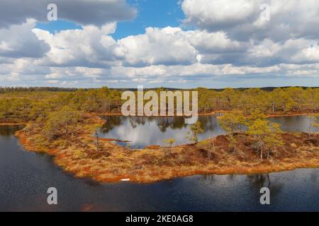 Sumpf mit Seen, Moor im estnischen Naturschutzgebiet. Stockfoto