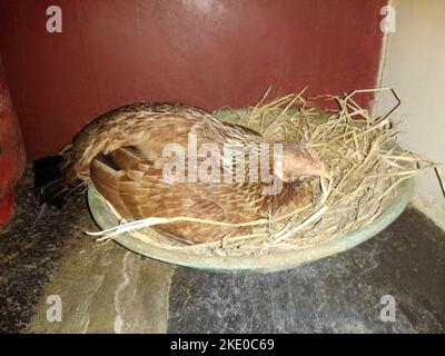 Das Huhn schläft auf ihren Eiern im Stall, mit einem Schneideweg. Stockfoto