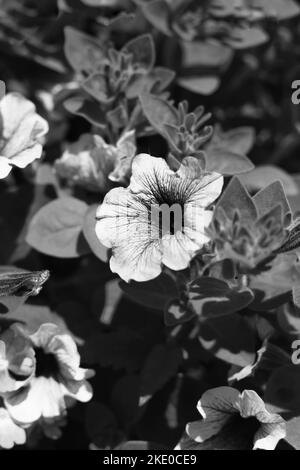 Wunderschöne Sommergeranienblüten wachsen im Blumengarten. Stockfoto