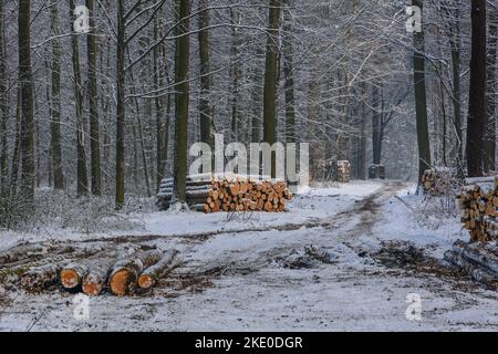 Holzhaufen im Wald im Dorf Rogow in der Woiwodschaft Lodzkie in Polen Stockfoto