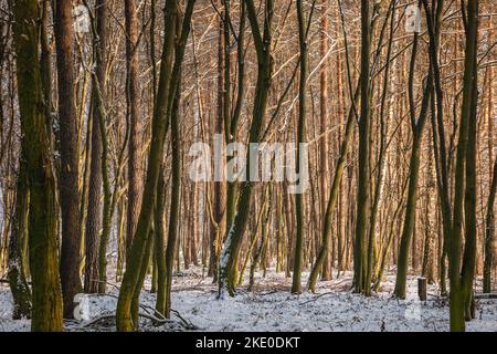 Winter in Groove im Dorf Rogow in der Woiwodschaft Lodzkie in Polen Stockfoto