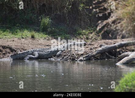 Nilkrokodil (Crocodylus niloticus), adulter Erwachsener Stockfoto