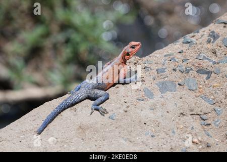 Männlicher Rotkopfrock-Agama (Agama-Agama) Stockfoto