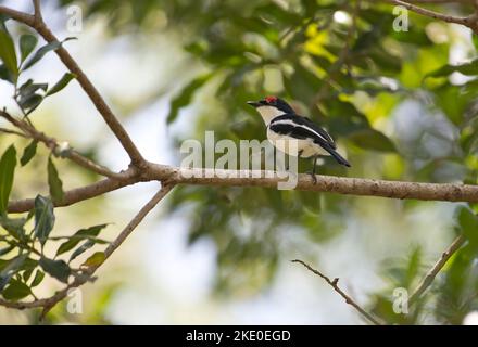 Männliches gewöhnliches oder braunkehlige Wattauge (Platysteira cyan). Nur das Weibchen hat den braunen Hals. Stockfoto