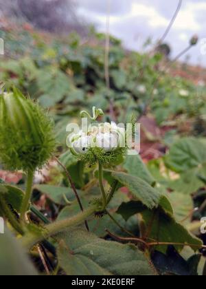 Nahaufnahme einer stinkenden Passionsblume oder Passiflora foetida mit weißen Blütenblättern, markanter Corona und federnden Deckblättern, umgeben von üppigem Grün. Stockfoto