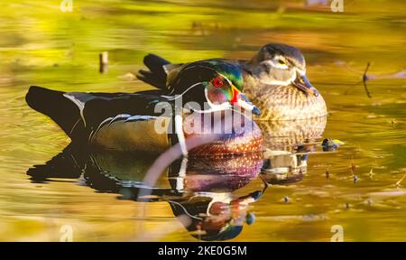 Holzenten Männchen und Weibchen im Brutgefieder auf Wasser bei Sonnenuntergang. Selektiver Fokus auf den männlichen Vogel, Stockfoto