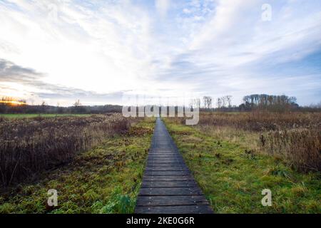 Ein Holzweg durch die lea der Lippe in Hamm. Stockfoto
