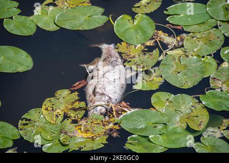 Ein toter Fisch schwimmt auf der Oberfläche eines Flusses Stockfoto