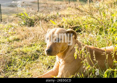 Porträt eines einsamen gelben, streunenden Hundes. Porträt eines einsamen gelben streunenden Hundes, der auf dem getrockneten Gras liegt. Stockfoto