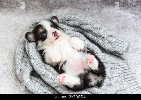 Das entzückende Pembroke Welsh Corgi Junge liegt auf dem Rücken im grauen Schals Nest Stockfoto