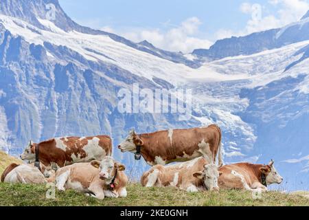 Eine Herde Kühe, die an einem sonnigen Tag auf dem Gras ruht, mit einem wunderschönen schneebedeckten Berg im Hintergrund Stockfoto