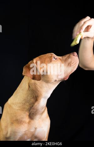 Porträt von braunen Pitbull Hund Blick auf schwarzen Hintergrund. Stadt Salvador, Bahia, Brasilien. Stockfoto