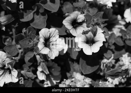 Wunderschöne Sommergeranienblüten, die im Blumengarten in schwarz-weiß einfarbig wachsen. Stockfoto