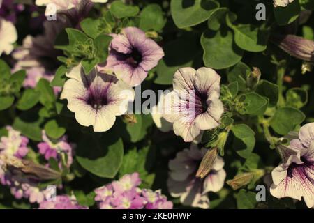 Wunderschöne Sommergeranienblüten wachsen im Blumengarten. Stockfoto