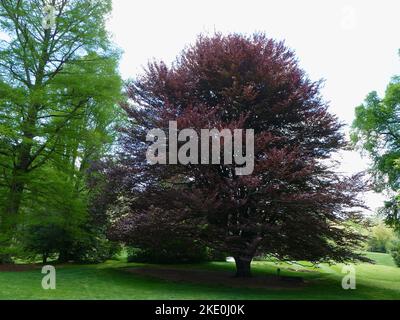 Eine malerische Aussicht auf eine europäische Buche mit langen Ästen und roten Blättern in einem Park bei Tageslicht Stockfoto