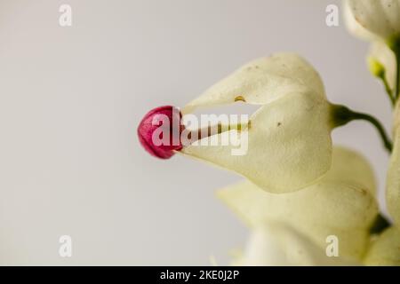 Das Foto zeigt eine Nahaufnahme einer Blume mit roten Staubblättern und weißen Blütenblättern. Wunderschöne Blume. Tropische Hausblume. Rote und weiße Blume. Stockfoto