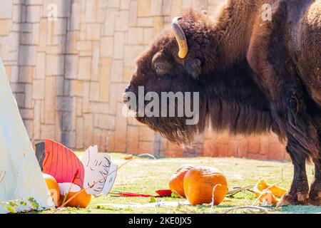 Nahaufnahme von Bison, der Kürbis in Oklahoma isst Stockfoto