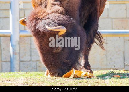 Nahaufnahme von Bison, der Kürbis in Oklahoma isst Stockfoto