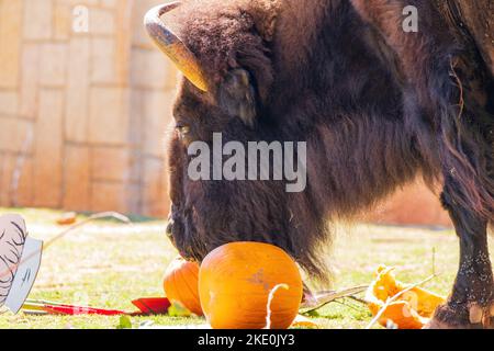 Nahaufnahme von Bison, der Kürbis in Oklahoma isst Stockfoto