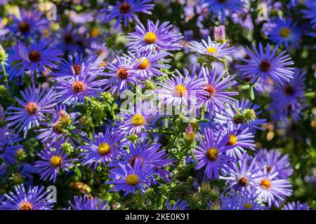 Nahaufnahme vieler europäischer Michaelmas-Gänseblümchen in Oklahoma Stockfoto