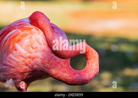 Nahaufnahme des rosa Flamingo in Oklahoma Stockfoto