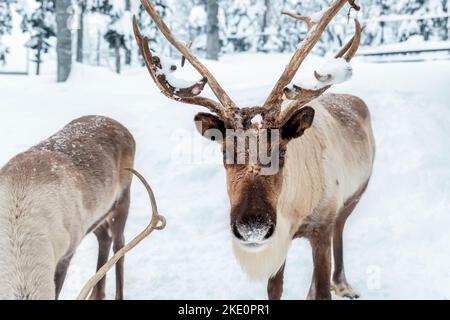 Portrait von nördlichen Rentieren mit massiven Geweihen und flauschiger pelziger Nase, bedeckt von Schneeikeln, Raureif mit Herde gegen den kalten, schneebedeckten Finnland-Wald Stockfoto