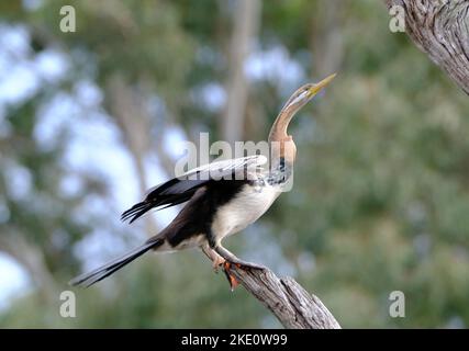 Eine selektive Fokusaufnahme eines Anhinga-Vogels, der auf einem Baumzweig thront Stockfoto