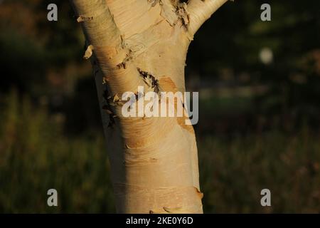 Nahaufnahme des cremefarbenen und rosa abblätternden Stammes des mittelhohen Baumes Betula ermanii Greyswood Hill. Stockfoto