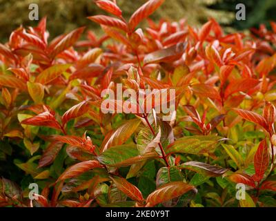 Nahaufnahme der feurig roten Blätter des Laub-Gartenstrauch Weigela florida Wings of Fire. Stockfoto